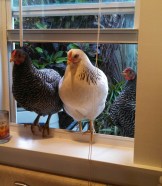 IMG_20140423_192314_800-1